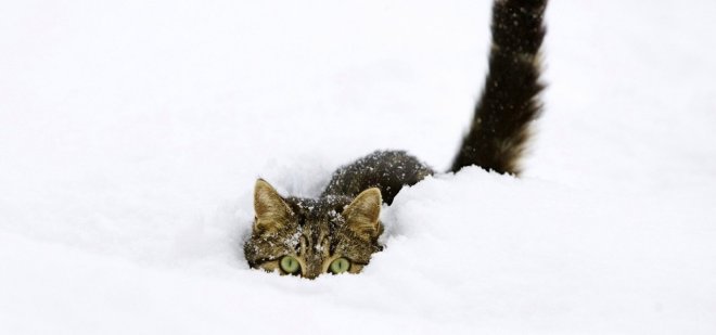 snow_cats_kittens_funny_animals_fondo_upscaled_1280x600