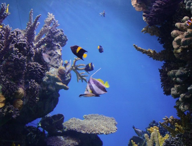 hawaii_glassbottomboat